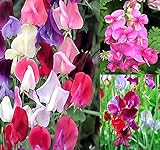 Photo Big Pack - Sweet Pea Sweetpea Flower Seed (400+) Lathyrus odoratus Flower Seeds - Heirloom Mix Very Fragrant Blooms - Red Salmon Pink Lavender - Non-GMO Flower Seeds By MySeeds.Co (Big Pack Sweet Pea), best price $9.99 ($0.02 / Count), bestseller 2024