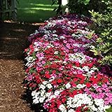 Photo Impatiens Flower Garden Seeds - F1 Dazzler Series - Merlot Mix - 500 Seeds - Annual Flower Gardening Seeds - Impatiens wallerana, best price $21.68, bestseller 2025