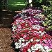 Impatiens Flower Garden Seeds - F1 Dazzler Series - Merlot Mix - 500 Seeds - Annual Flower Gardening Seeds - Impatiens wallerana new 2024