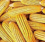 Photo 1 lb (1,600+ Seeds) Reid's Yellow Field Corn Seed (OP) Open pollinated Variety - Non-GMO Seeds by MySeeds.Co (1 lb Reid Yellow Corn), best price $24.95, bestseller 2024