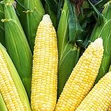 Photo Bodacious RM Sweet Yellow Corn, 75 Seeds Per Packet, (Isla's Garden Seeds), Non GMO Seeds, 90% Germination Rates, Scientific Name: Zea Mays, best price $6.75, bestseller 2024