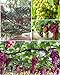 50+ Grape Seeds Vine Fruit Seed Fruit Plant Home Garden Non-GMO new 2024