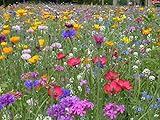 Foto Blumenwiese mit 65 Wildkräuterarten, fünfjährige Bienenweide, insektenfreundliche Blühwiese, wilde mehrjährige winterharte Samenmischung für Bienen Hummeln und Schmetterlinge, Blumenwiesen (20qm), bester Preis 8,99 € (0,45 € / quadratmeter), Bestseller 2024