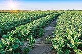 Photo Sugar Beets Deer Food Plot Seeds - 500 Seeds to Grow - Whitetail Deer Go Wild for Sugar Beets, best price $9.98 ($0.02 / Count), bestseller 2024