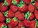 Fort Laramie Everbearing Strawberry 25 Bare Root Plants - Hardiest Everbearer new 2024
