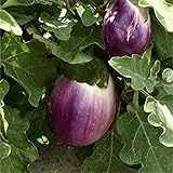 Foto Aubergine - Eierfrucht - mittelfrüh - Violetta di Firenze - 20 Samen, bester Preis 2,29 €, Bestseller 2025