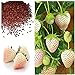 MOCCUROD 300pcs White Alpine Strawberry Fragaria Vesca Pineberry Sweet Pineapple Flavour Seeds new 2024