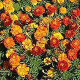 Photo Outsidepride Marigold Flower Seed Mix - 1000 Seeds, best price $6.49 ($0.01 / Count), bestseller 2025