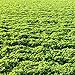Outsidepride Alfalfa Legume Seed - 5 LBS new 2024