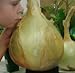 NUOVI 50 semi - semi di cipolla gigante. Ailsa Craig scozzese cimelio un seme onion.Vegetable enorme. Spedizione gratuita nuovo 2024
