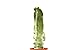 PIANTE GRASSE VERE RARE Lophocereus Schotti V.Maior Mostruoso in vaso coltivazione 16cm Produzione viggiano Cactus Succulente nuovo 2024