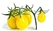 Semi di pomodoro di pera gialla - Lycopersicon esculentum nuovo 2024