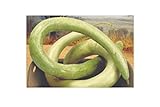 foto 5 x Siceraria Lagenaria Cucuzi - Serpenti - Patisson Semi Zucca KS142, miglior prezzo EUR 5,38, bestseller 2024
