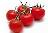 foto POMODORO CILIEGINO NERO 30 SEMI Pomodorino Dolce Alta Resa Black Cherry Tomato, miglior prezzo EUR 4,98, bestseller 2024