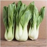 foto Pacchetto di 300 semi, Pak Choi bianco Stem Semenza di cavolo (Brassica rapa), miglior prezzo EUR 10,99, bestseller 2024