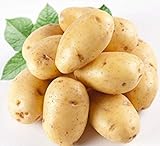 foto PlenTree 120 pezzi di patate Semi Antirughe nutrizione verde vegetale per il giardino domestico che pianta i semi di patate assorbendo la radiazione, miglior prezzo , bestseller 2024