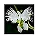 Semi di Raduga, AUTFIT Giapponese Egretta Bianca Piante di Orchidee Semi di Fiori per Bonsai, Giardino, Cortile （100pcs） nuovo 2024