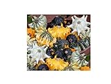 foto 25x Zucca Shenot Crown Of Spine Patisson Seme Verdure K510, miglior prezzo EUR 9,66, bestseller 2024