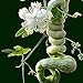 Vista Semi di zucca a serpente lunghi come frutti di serpente e verdure a circa 1,5 m Semi di zucca stagioni facili fagioli di serpente commestibili nuovo 2024