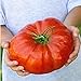 AGROBITS 100 nutrienti semi di anguria Pomodoro costoluto, enorme, sapore ricco, facile crescere Il mondo & # 39; s piÃ¹ grande bistecca nuovo 2024