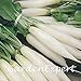 SEMI PLAT firm-100pcs bianco lungo sottile ravanello Seeds ravanello bianco lungo Ghiacciolo Raphanus Sativus Vegetable Seeds impianto fai da te nuovo 2024