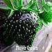 Nuovi semi dolce 100 Semi / Seeds Semi Borsa frutta nera fragola Bonsai Piante per la casa e giardino vaso da giardino fragole, # JQPRZP nuovo 2024