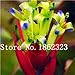 Pinkdose 100 Pz Rare Bromeliad Vegetable Seeds e Frutta Giardino Piante succulente Mini Cactus Pots Crescita Naturale per la casa Giardino delle Piante: 19 nuovo 2024
