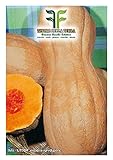 foto 35 C.ca Semi Zucca Butternut Rugosa - Cucurbita moschata In Confezione Originale Prodotto in Italia - Zucche rugose, miglior prezzo EUR 7,40, bestseller 2024
