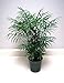 Shoppy Star: Chamaedorea Elegans (Palour Palm) 15 semi di Purificazione Dell'aria pianta della casa nuovo 2024
