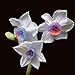 Ncient 100 Semi Sementi Narciso Daffodil 11 Colori Semi di Fiori Rari Profumati per Orto Giardino Balcone Interni ed Esterni nuovo 2024
