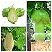 Impianti all'aperto giardino ornamentale zucca Chayote semi Bonsai Pianta in vaso Verde Frutta verdura sementi di alta nutrizione 10 pezzi nuovo 2024