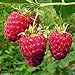 Shoppy Star: Shoppy Stella: 25 Seeds: Lampone impianto semi-Rubus Idaeus- cespuglio di frutta - Giant dolce rosso brillante bacche (25 Seeds) nuovo 2024