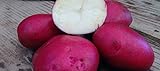 foto PLAT FIRM Germinazione dei semi: patate da semina 1 libbra Colorado Rose - organici non OGM -Spring IMPIANTO, miglior prezzo EUR 18,12, bestseller 2024