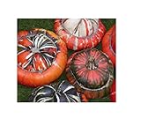 foto 20x Zucca Turco Tappo Grande Früchte- Patisson Seme Verdure K440, miglior prezzo EUR 6,46, bestseller 2024