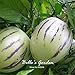 Semi 20pcs Pepino Semi pepino melone pera giardino domestico di DIY BonsaïPianta nuovo 2024