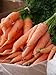 Carote giganti, uniche e gustose, circa 50 semi, ad alto contenuto di carotene, un’esplosione di vitamine nuovo 2024