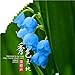 PLAT FIRM Germinazione I semi PLATFIRM-Zinnia (Zinnia Elegans Dahlia fiorito) - Cherry regina -100 Seeds nuovo 2024