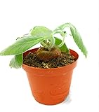 foto PIANTE GRASSE VERE Sinningia Leucotricha Esemplare da Collezione Produzione Viggianocactus, miglior prezzo EUR 41,90, bestseller 2024
