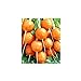 Shoopy Star Turno di carota Pariser Markt 4 - Daucus carota - 2550 semi nuovo 2024