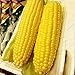Auntwhale Super Sweet Corn Seeds 50G Installato nuovo 2024
