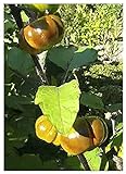 foto TROPICA - Melanzana rossa (Solanum aethiopicum) - 10 Semi- Africa, miglior prezzo EUR 3,50, bestseller 2024