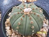 foto Astrophytum Asterias Nudun dollaro di sabbia cactus raro fiore di cactus di semi 30 semi, miglior prezzo EUR 10,99, bestseller 2024