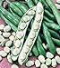Shoopy Star Semi di zucca zucchine Beloplodny Bianco Verdura Organic Heirloom Russia Ucraina nuovo 2024