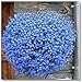 400pcs! Famiglia perenne piante da giardino, fiore di lino blu fiori, piante in vaso sospeso, fiore blu semi di lino Hanging nuovo 2024