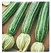 40 C.ca Semi Zucchino San Pasquale - Cucurbita Pepo In Confezione Originale Prodotto in Italia - Zucchine nuovo 2024
