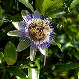 foto I semi di fiore della passione blu - Passiflora caerulea, miglior prezzo EUR 3,44, bestseller 2024