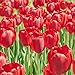 Kisshes Giardino - 100 Pezzi Bulbi di tulipano Semi di fiori Bulb Semi di fiori colorati Tulipani Bonsai Hardy Perenne nuovo 2024