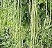 10PCS cinese lungo fagioli Vigna unguiculata Semi lungo Fagiolo dall'occhio del serpente di fagioli biologici Piante semi commestibili Orto nuovo 2024