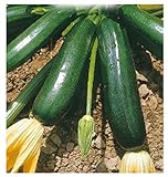 foto 36 C.ca Semi Zucchino Nero Di Milano - Cucurbita Pepo In Confezione Originale Prodotto in Italia - Zucchine nere, miglior prezzo EUR 7,40, bestseller 2024