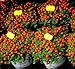 Semi di pomodoro ciliegio - Lycopersicon esculentum nuovo 2024